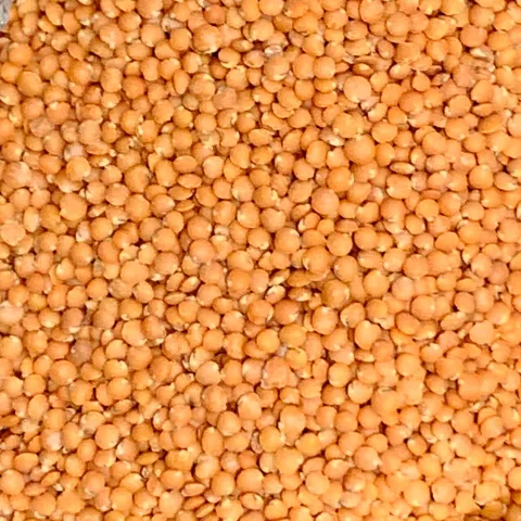 Vöröslencse lédig